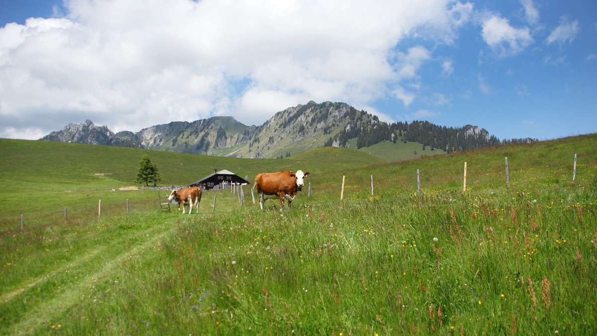 Blickpunkt Berner Oberland im August 2023
